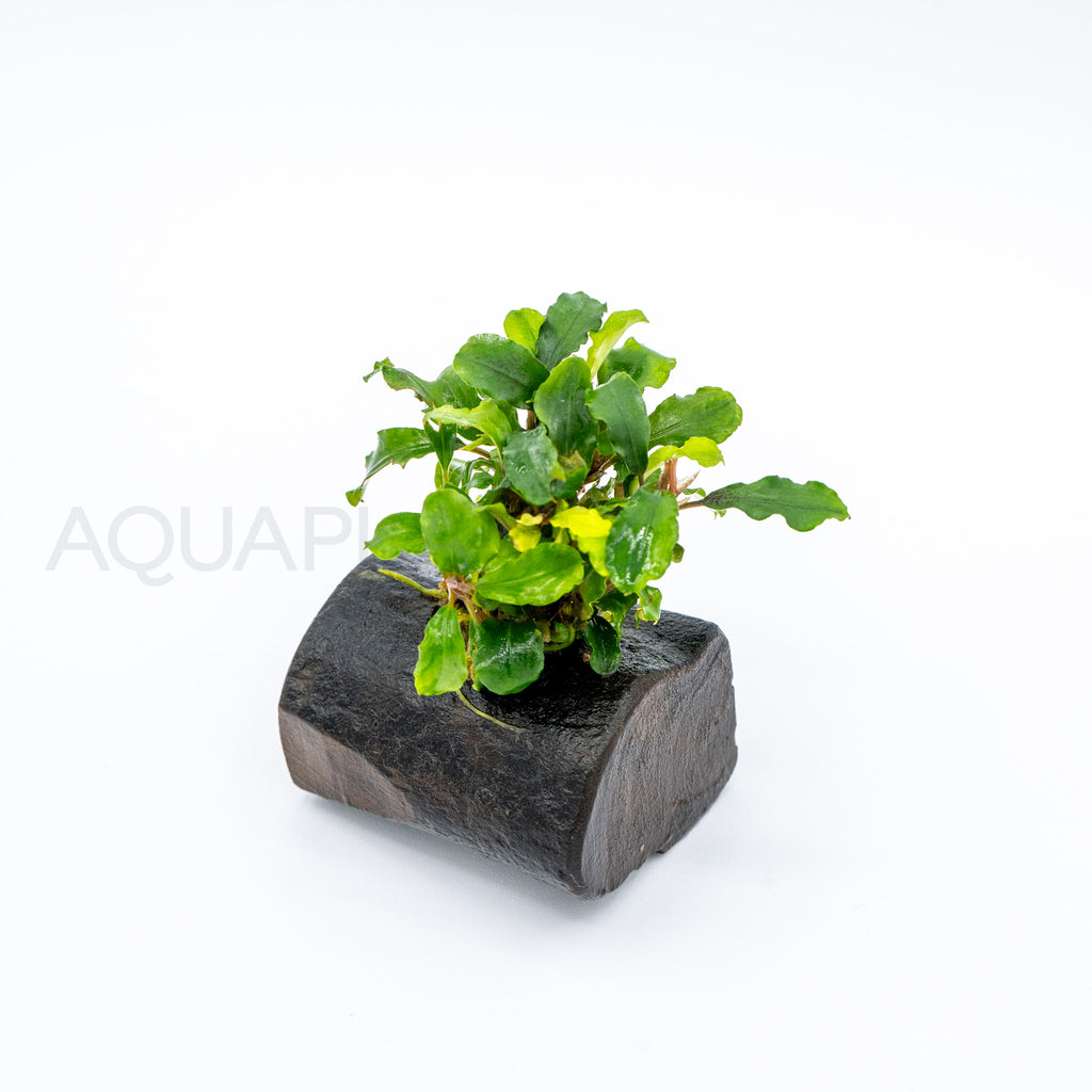 Bucephalandra Green Wavy on Nano Pterocarpus Wood aquarium plant on wood — Aquaplantz Canada