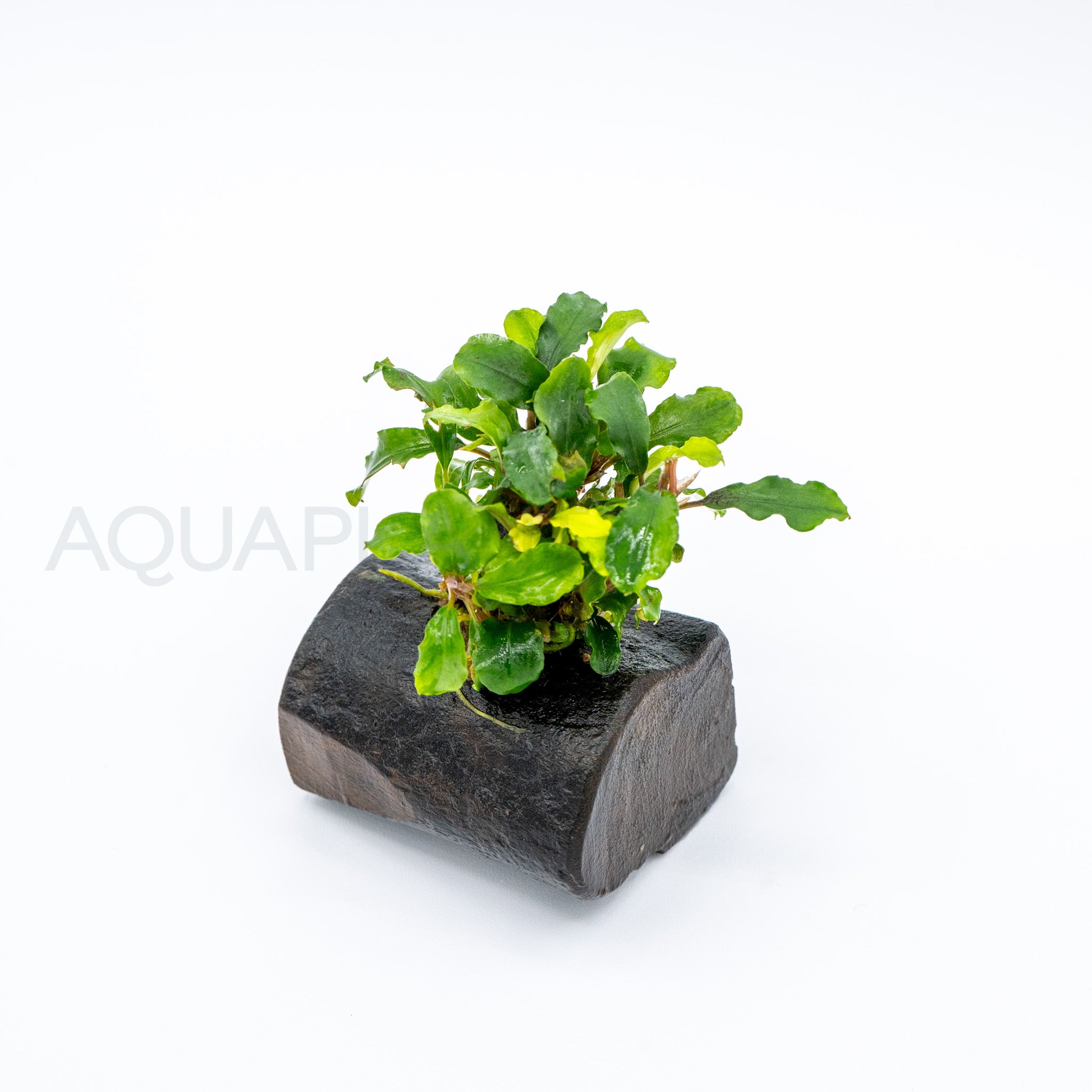 Bucephalandra Green Wavy on Nano Pterocarpus Wood aquarium plant on wood — Aquaplantz Canada