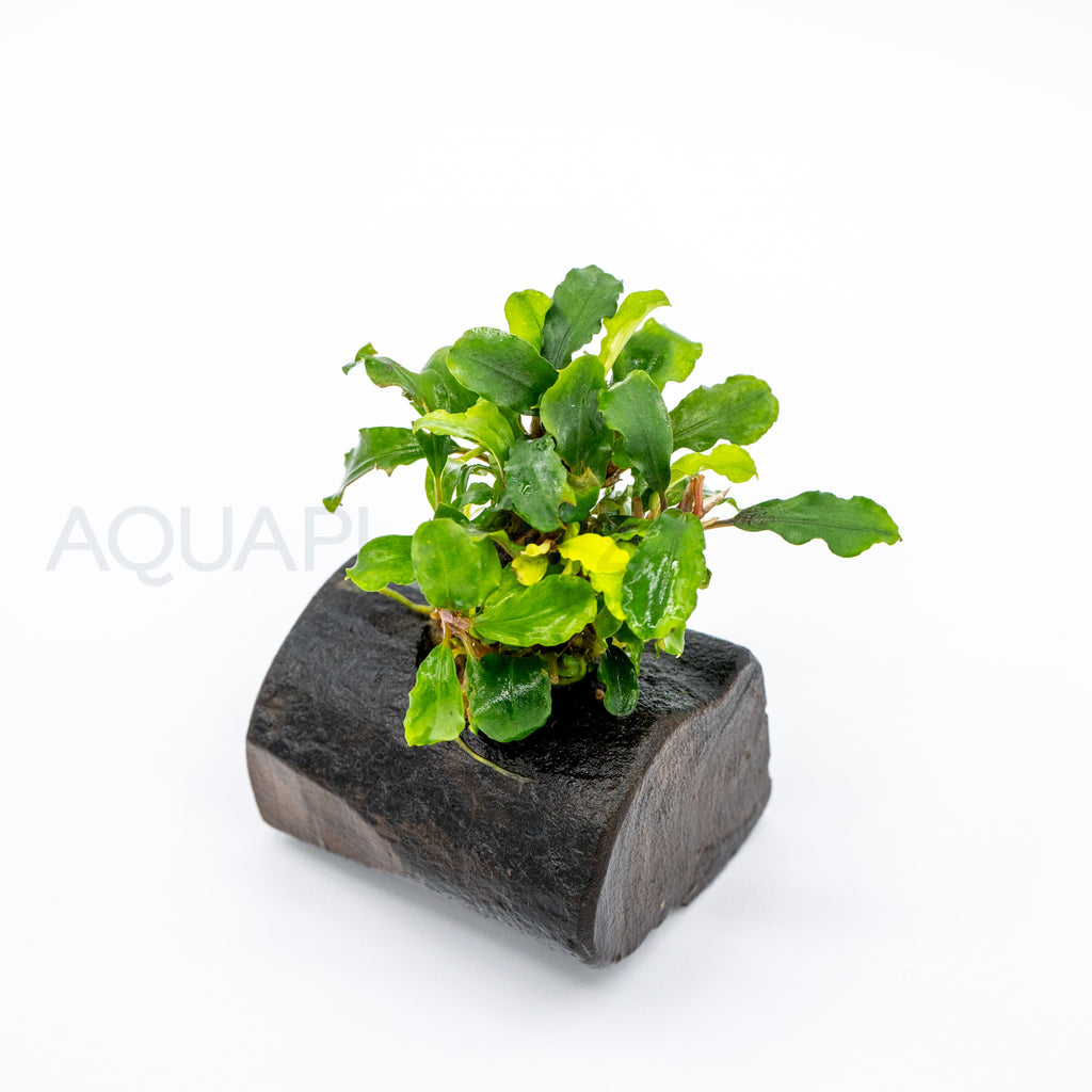 Bucephalandra Green Wavy on Nano Pterocarpus Wood aquarium plant on wood — Aquaplantz Canada