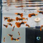 Guppy - Blonde Red Tuxedo guppy fish — Aquaplantz Canada