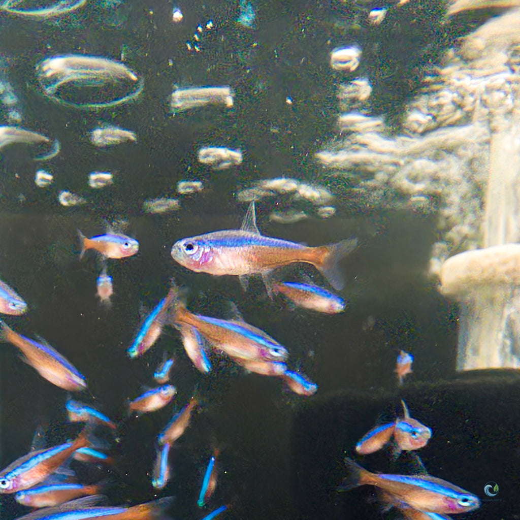 Tetra - Cardinal tetra fish — Aquaplantz Canada