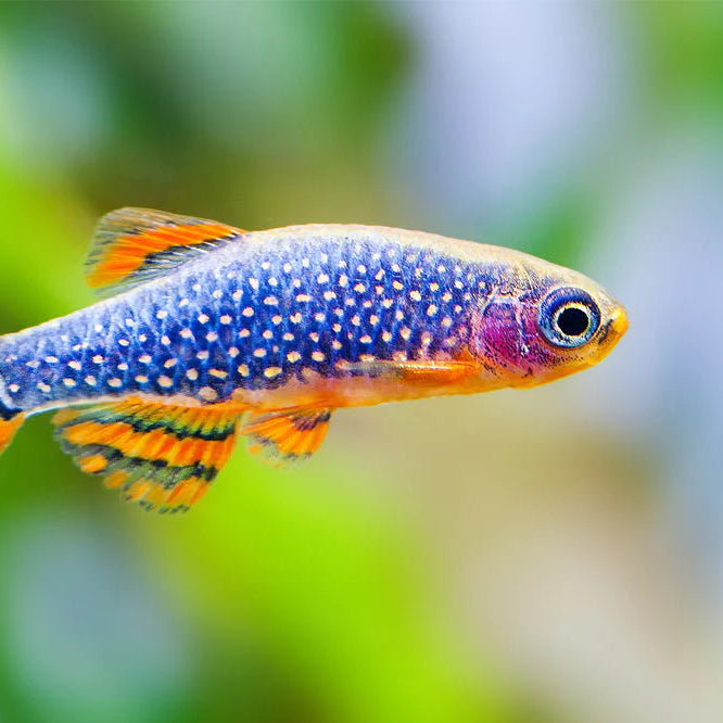 Colorful fish with a speckled pattern on a blurred natural background