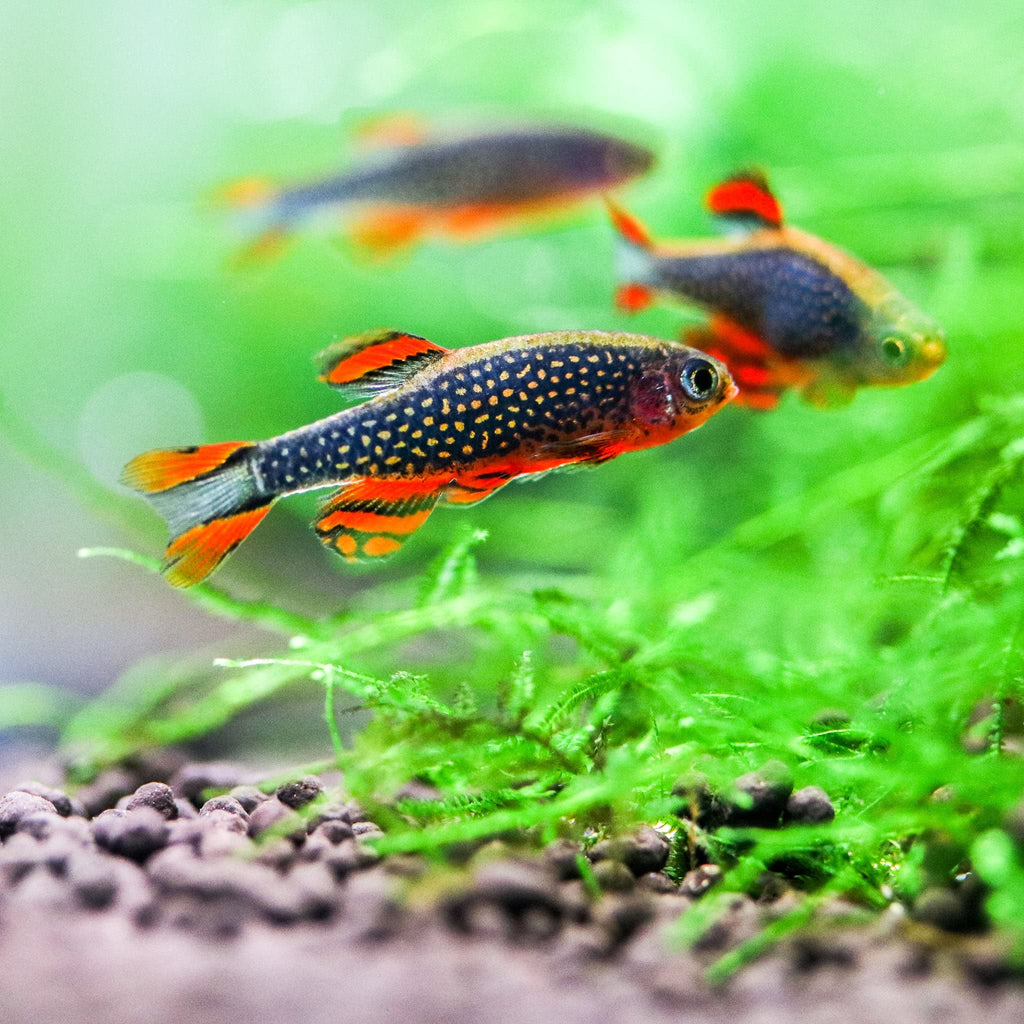 Colorful fish swimming in an aquarium with green plants and gravel.