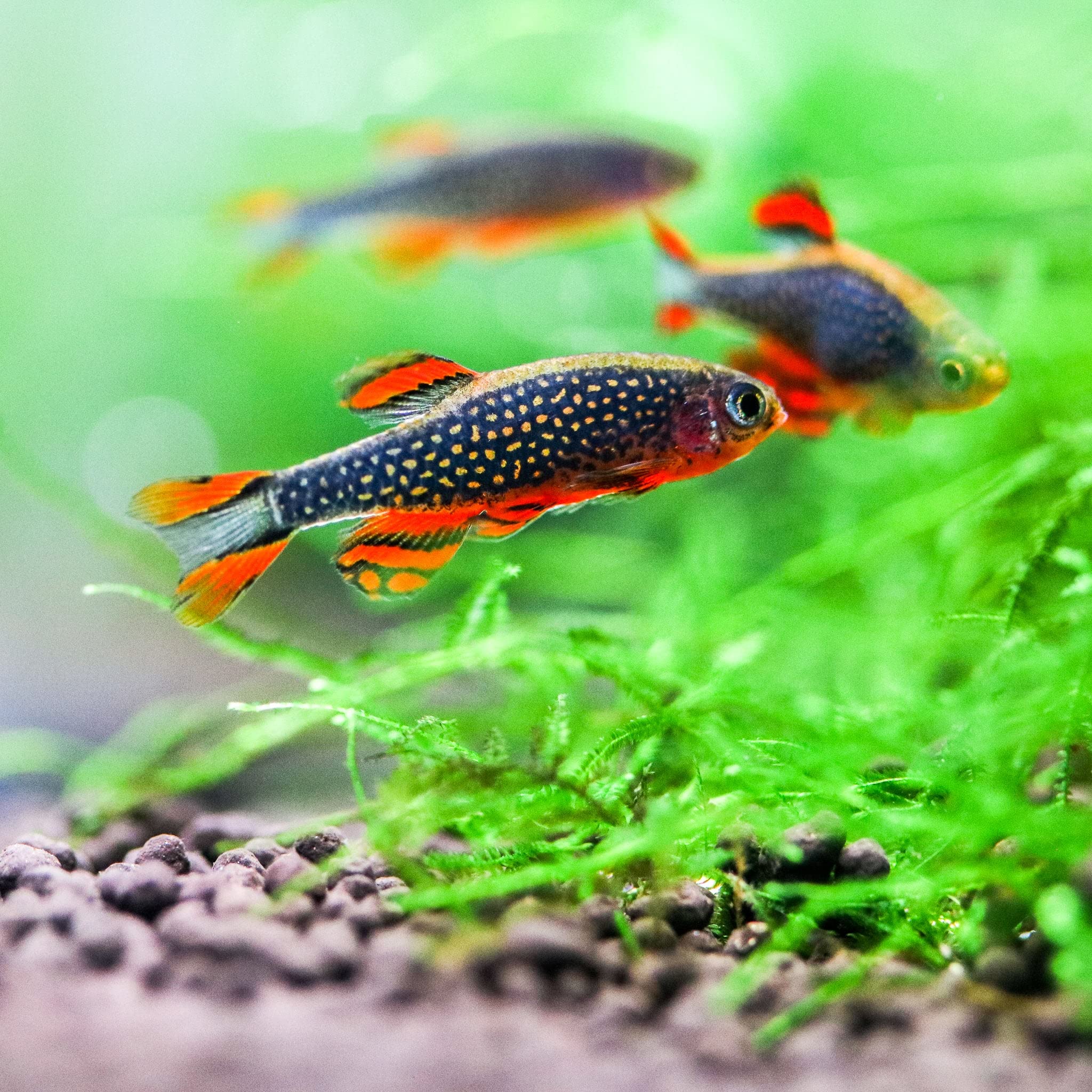 Colorful fish swimming in an aquarium with green plants and gravel.