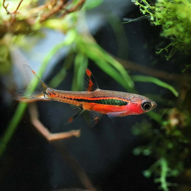 Chilli Rasbora / Mosquito Rasbora