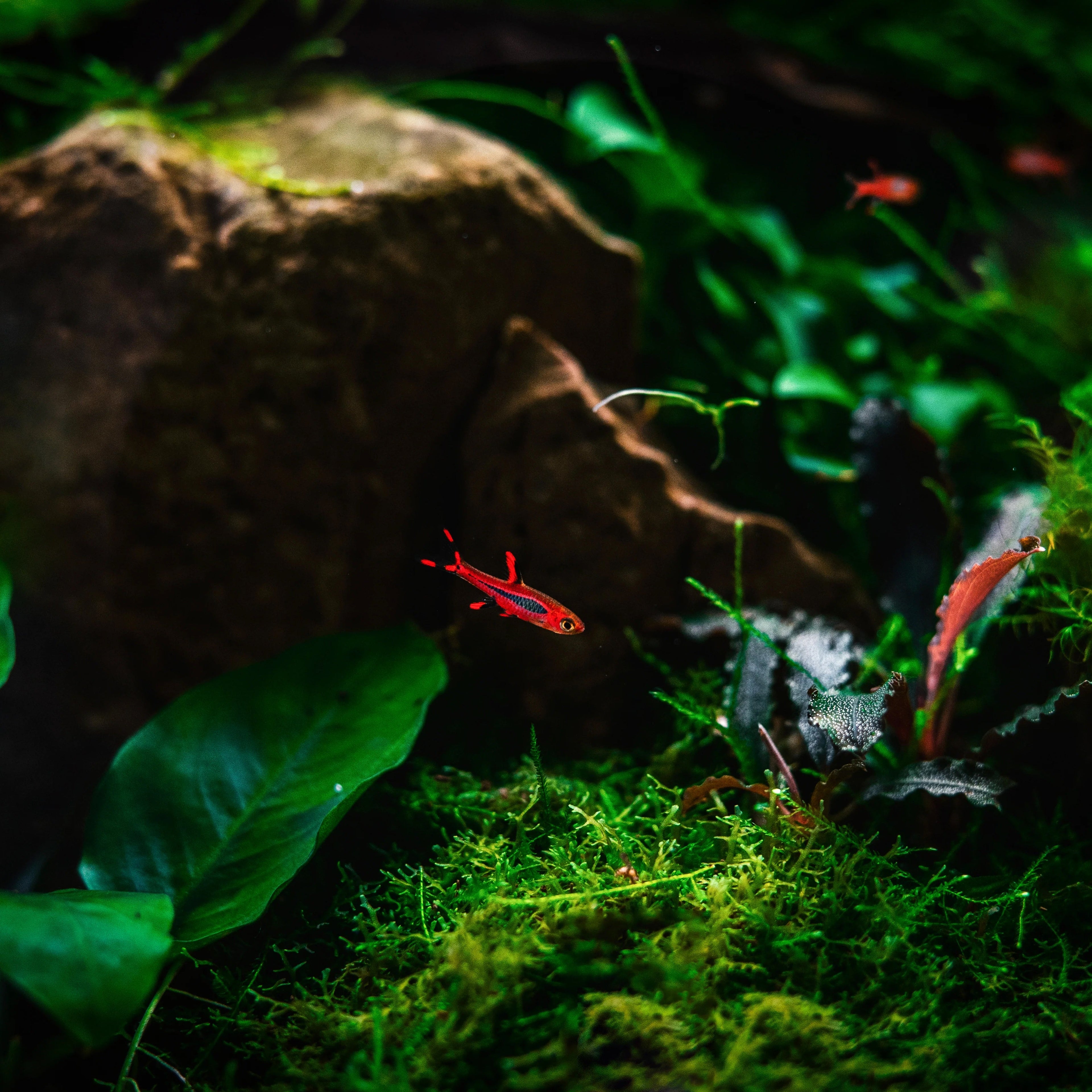Chilli Rasbora / Mosquito Rasbora