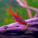 Chilli Rasbora / Mosquito Rasbora
