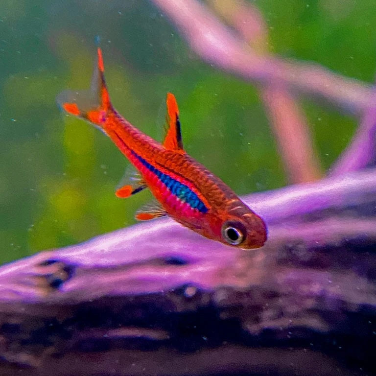 Chilli Rasbora / Mosquito Rasbora