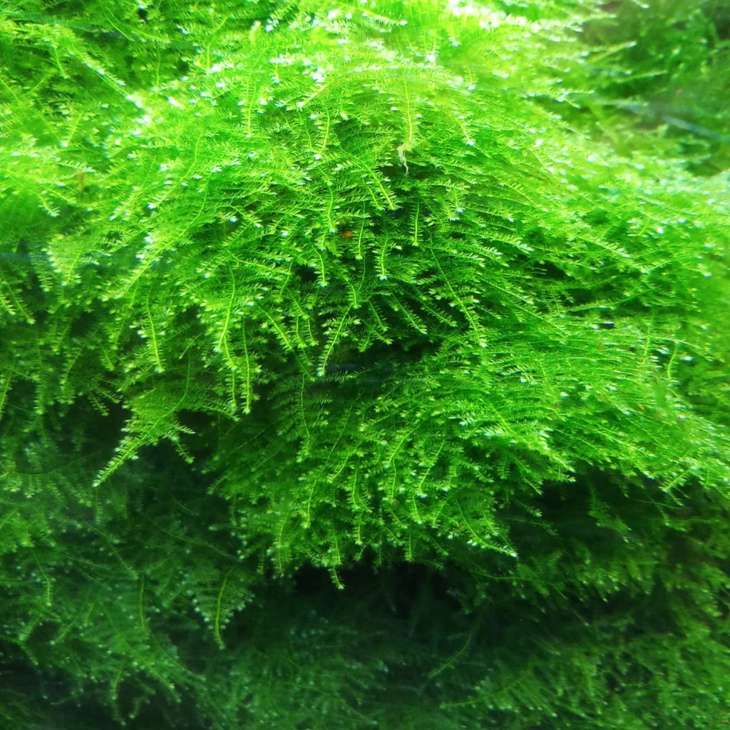 Christmas Moss (Vesicularia montagnei)
