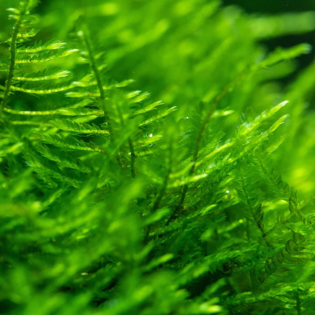Christmas Moss (Vesicularia montagnei)