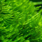 Christmas Moss (Vesicularia montagnei)
