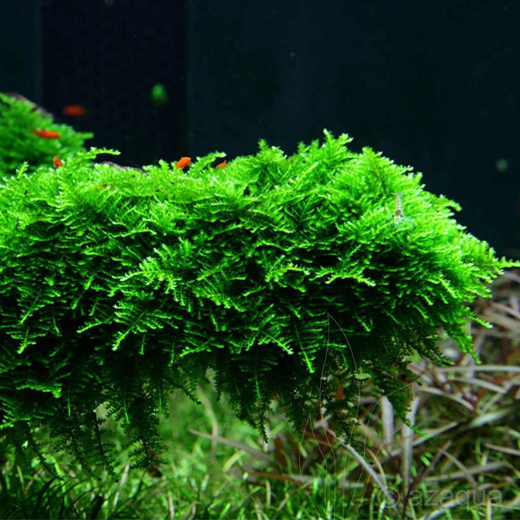 Christmas Moss (Vesicularia montagnei)