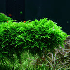Christmas Moss (Vesicularia montagnei)