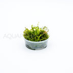 Vesicularia Dubyana (Java Moss) aquarium plant — Aquaplantz Canada