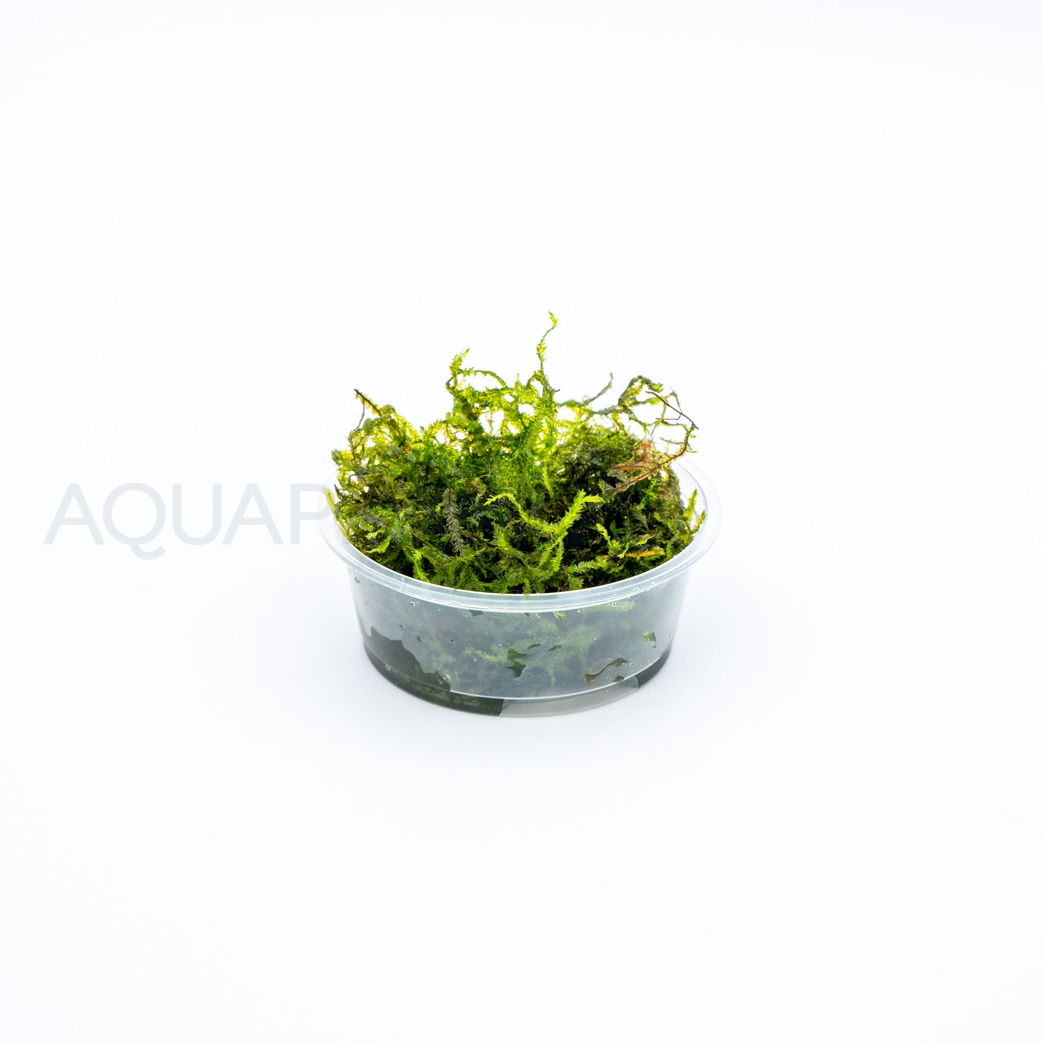 Vesicularia Dubyana (Java Moss) aquarium plant — Aquaplantz Canada