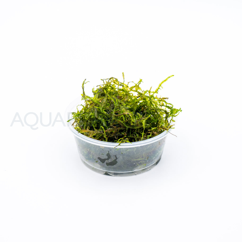 Vesicularia Dubyana (Java Moss) aquarium plant — Aquaplantz Canada