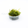 Vesicularia Dubyana (Java Moss) aquarium plant — Aquaplantz Canada