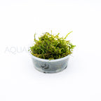 Vesicularia Dubyana (Java Moss) aquarium plant — Aquaplantz Canada