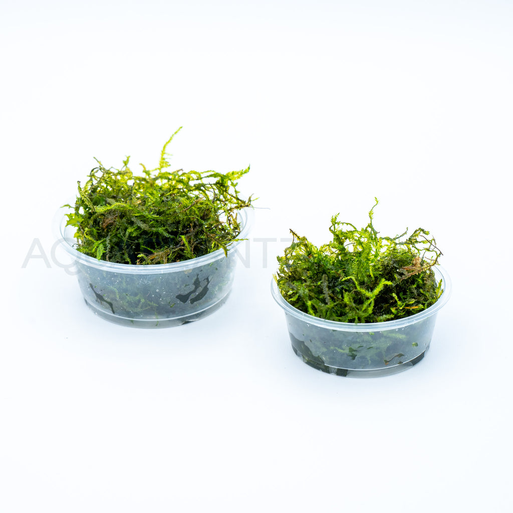 Vesicularia Dubyana (Java Moss) aquarium plant — Aquaplantz Canada