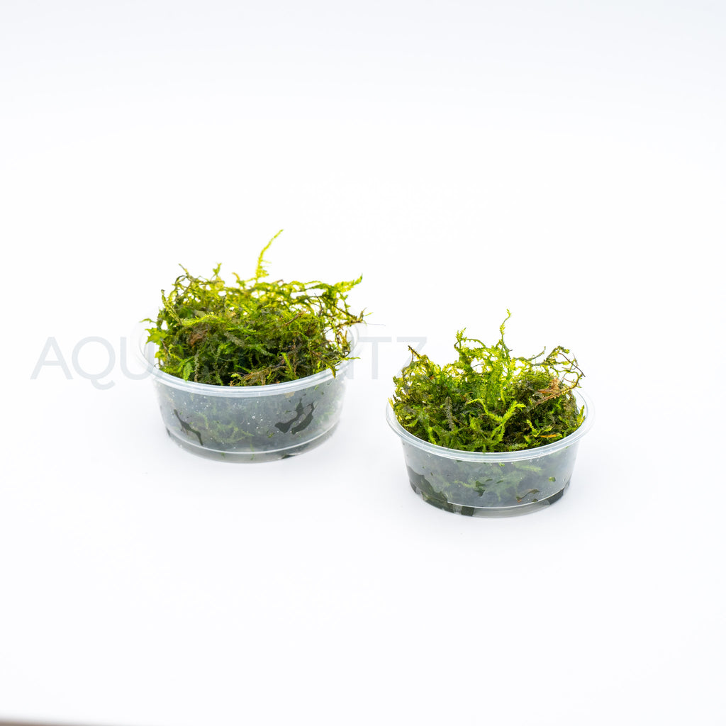 Vesicularia Dubyana (Java Moss) aquarium plant — Aquaplantz Canada