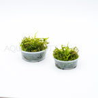 Vesicularia Dubyana (Java Moss) aquarium plant — Aquaplantz Canada