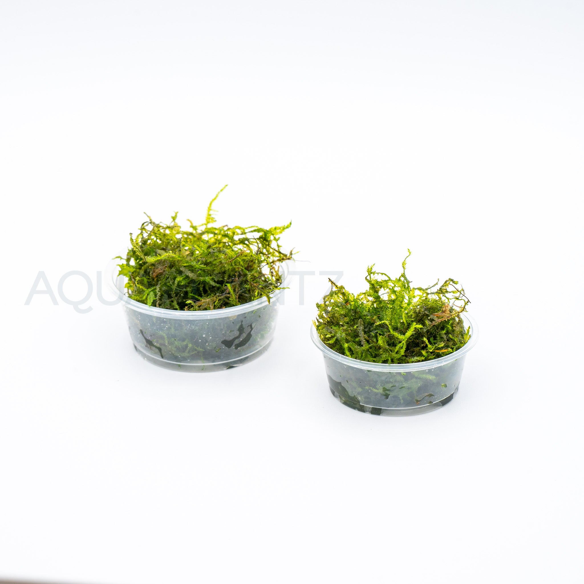 Vesicularia Dubyana (Java Moss) aquarium plant — Aquaplantz Canada