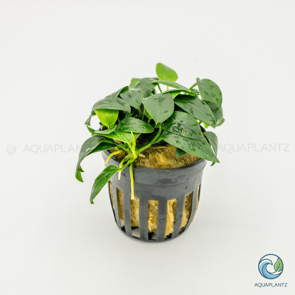 Anubias Barteri Var Nana Bonsai