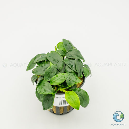 Anubias Barteri Var Nana Bonsai