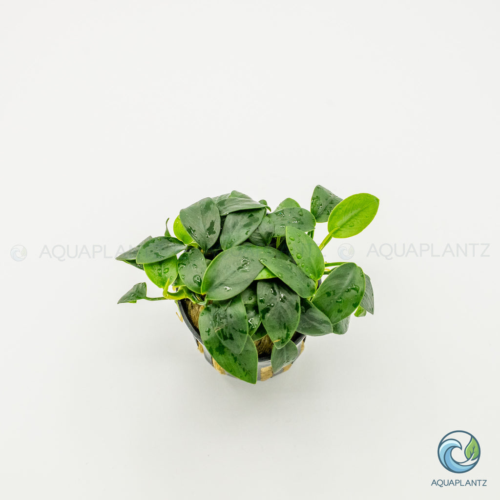 Anubias Barteri Var Nana Bonsai