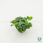 Anubias Barteri Var Nana Bonsai