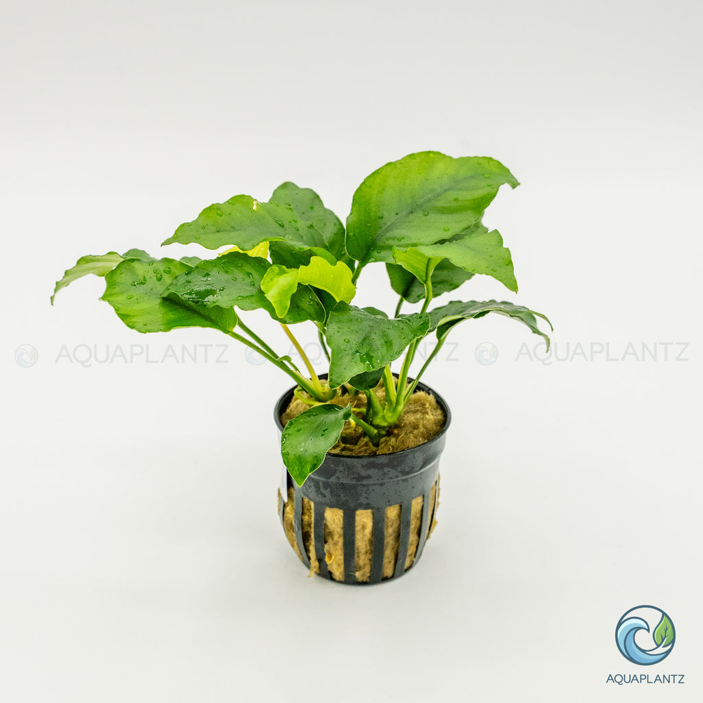 Anubias Barteri Var Nana (Wrinkle Leave)