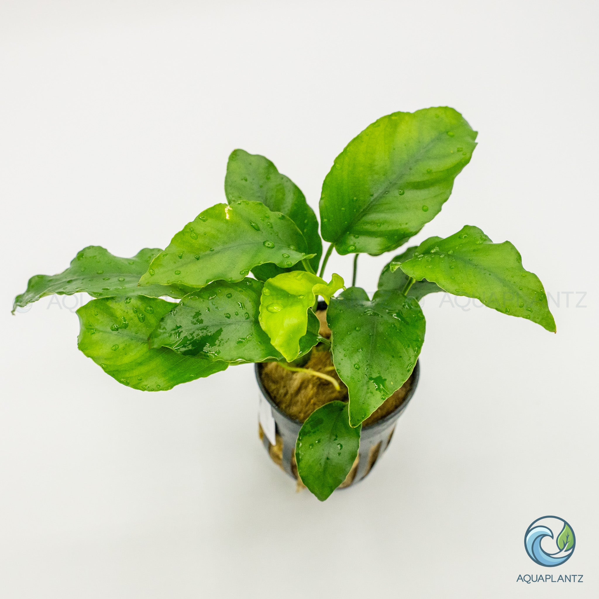 Anubias Barteri Var Nana (Wrinkle Leave)