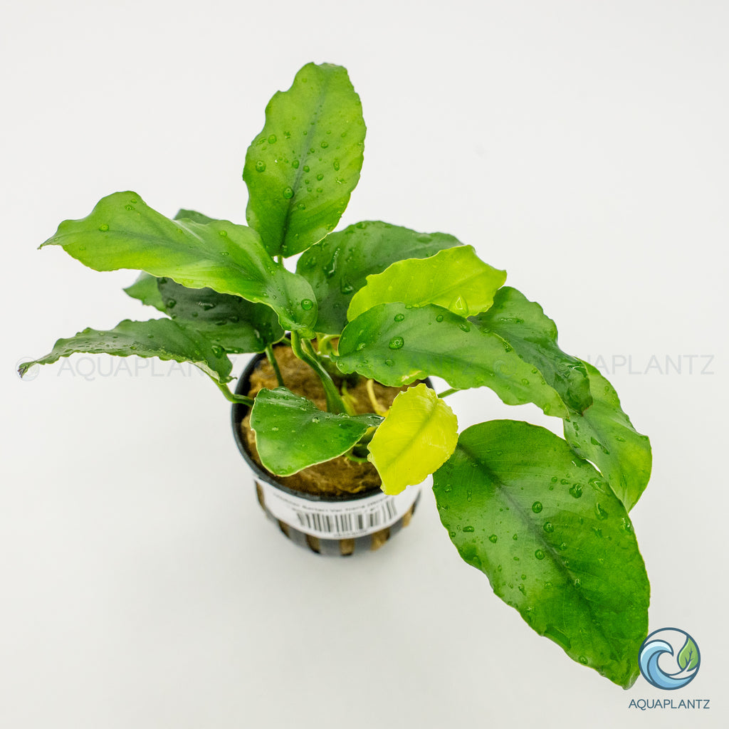 Anubias Barteri Var Nana (Wrinkle Leave)