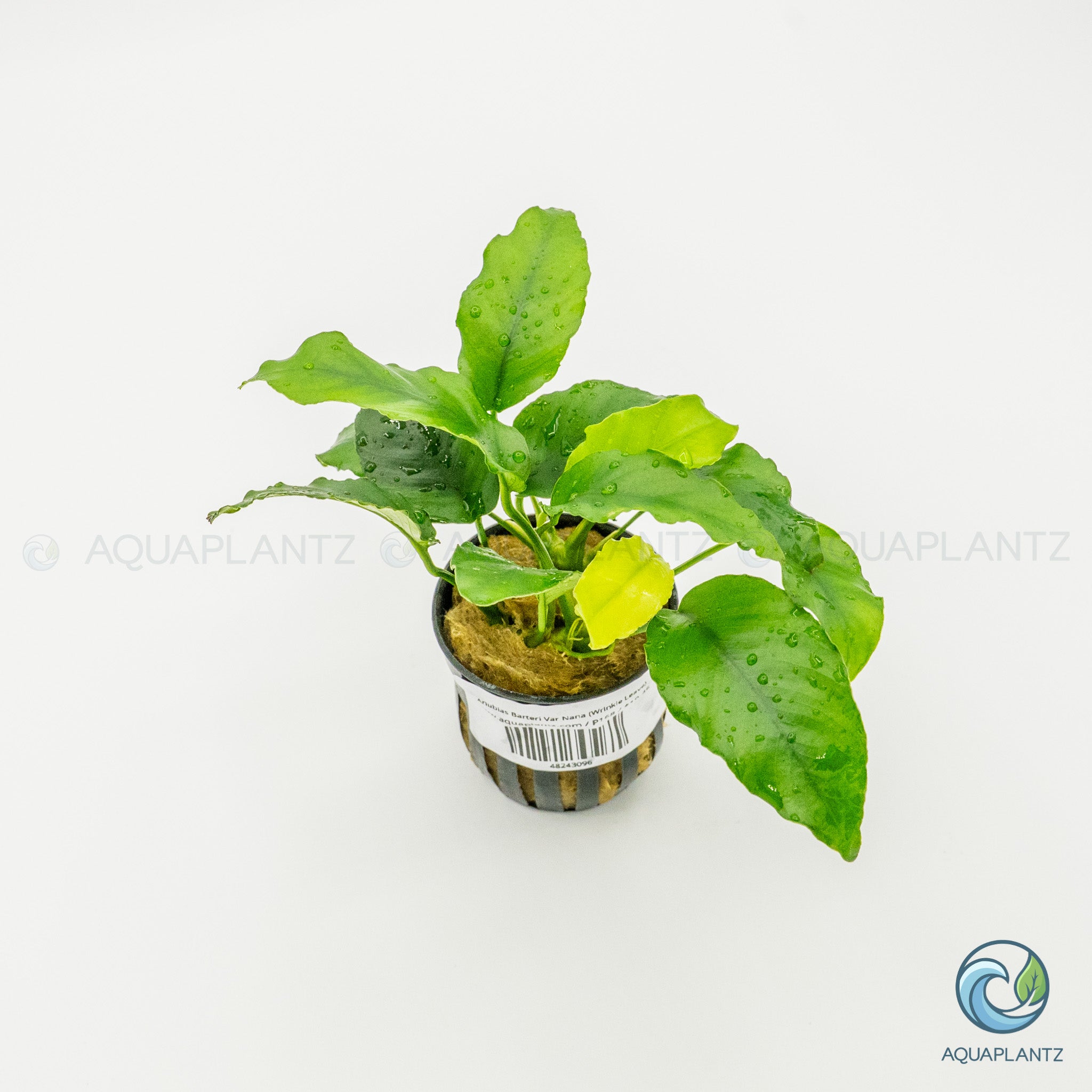 Anubias Barteri Var Nana (Wrinkle Leave)