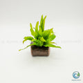 Microsorum pteropus on Nano Pterocarpus Wood