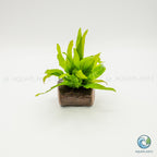 Microsorum pteropus on Nano Pterocarpus Wood