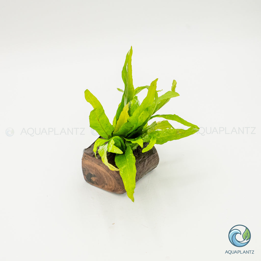Microsorum pteropus on Nano Pterocarpus Wood