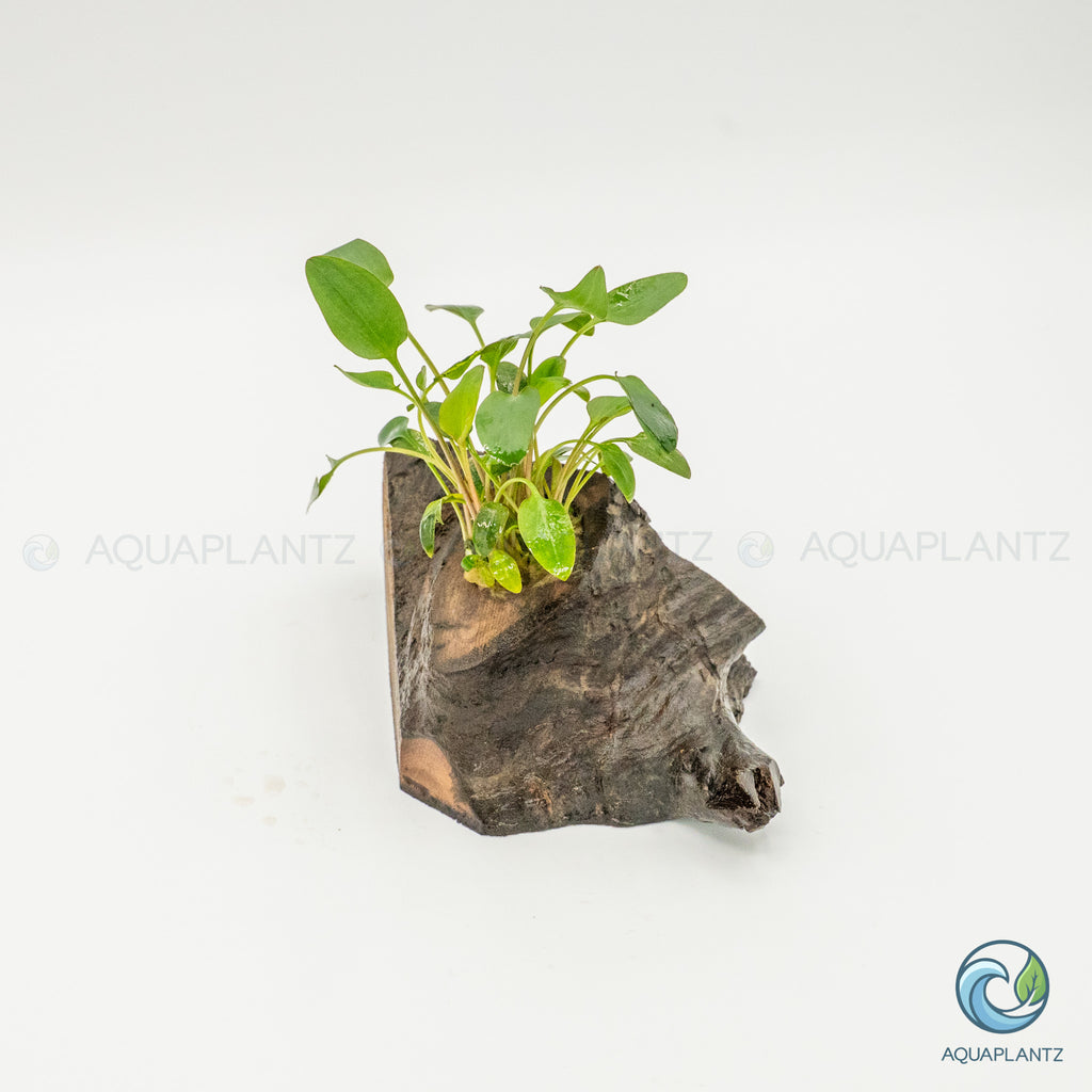Cryptocoryne Wendtii/Mioya on Pterocarpus Wood