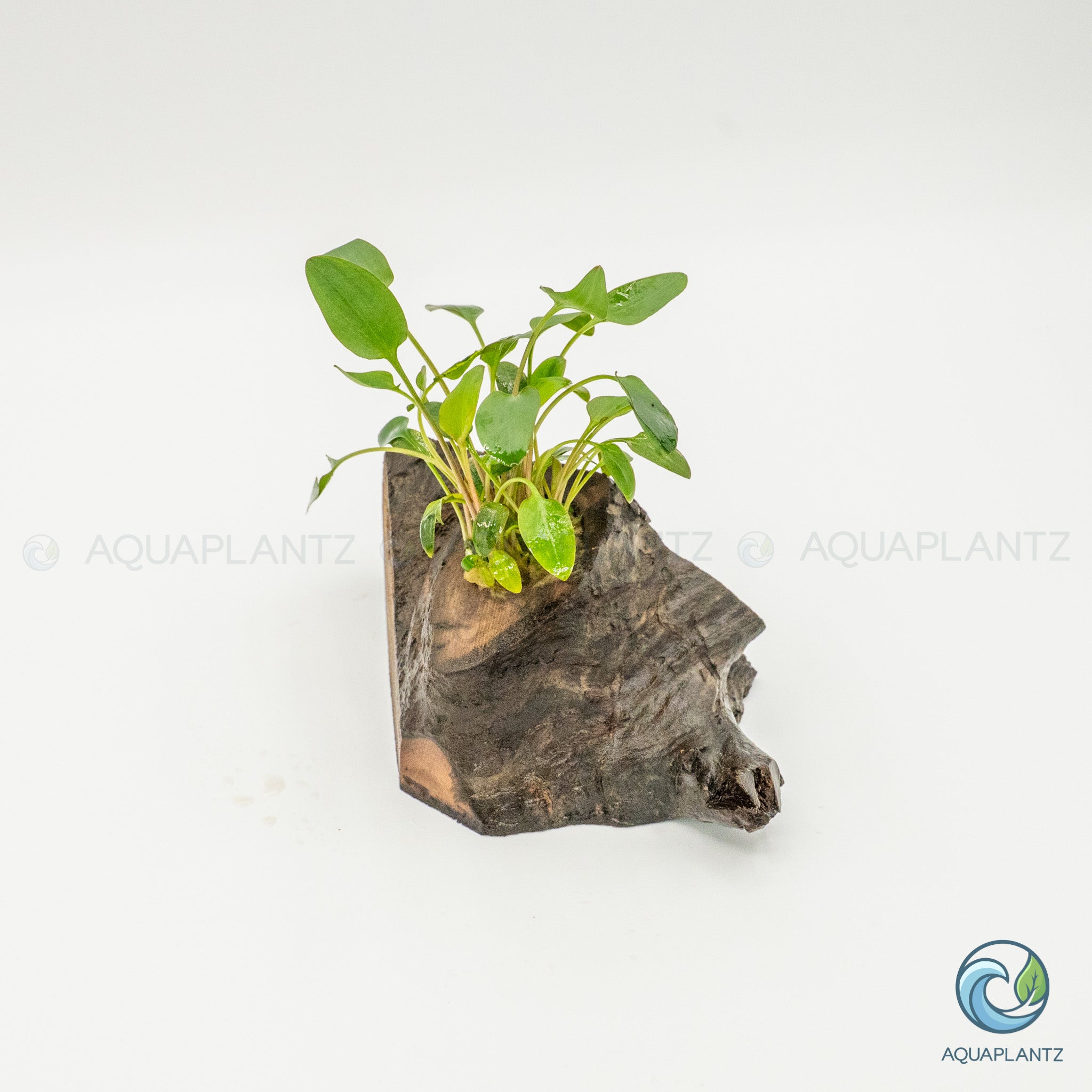 Cryptocoryne Wendtii/Mioya on Pterocarpus Wood