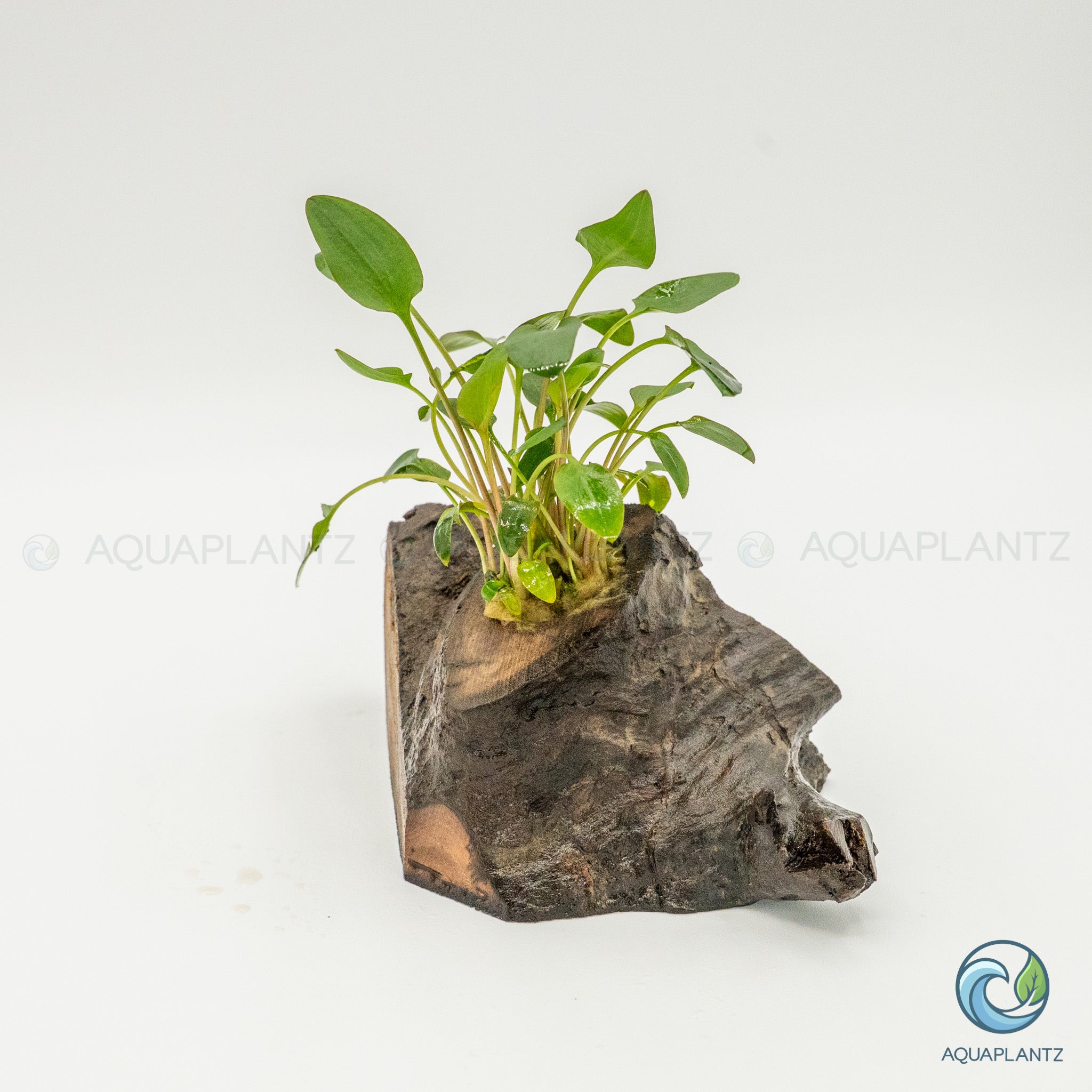 Cryptocoryne Wendtii/Mioya on Pterocarpus Wood