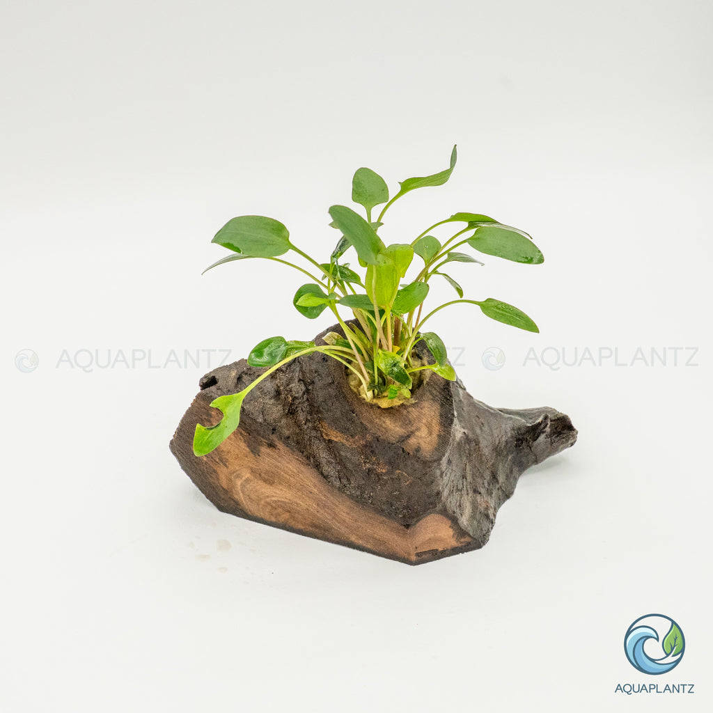 Cryptocoryne Wendtii/Mioya on Pterocarpus Wood