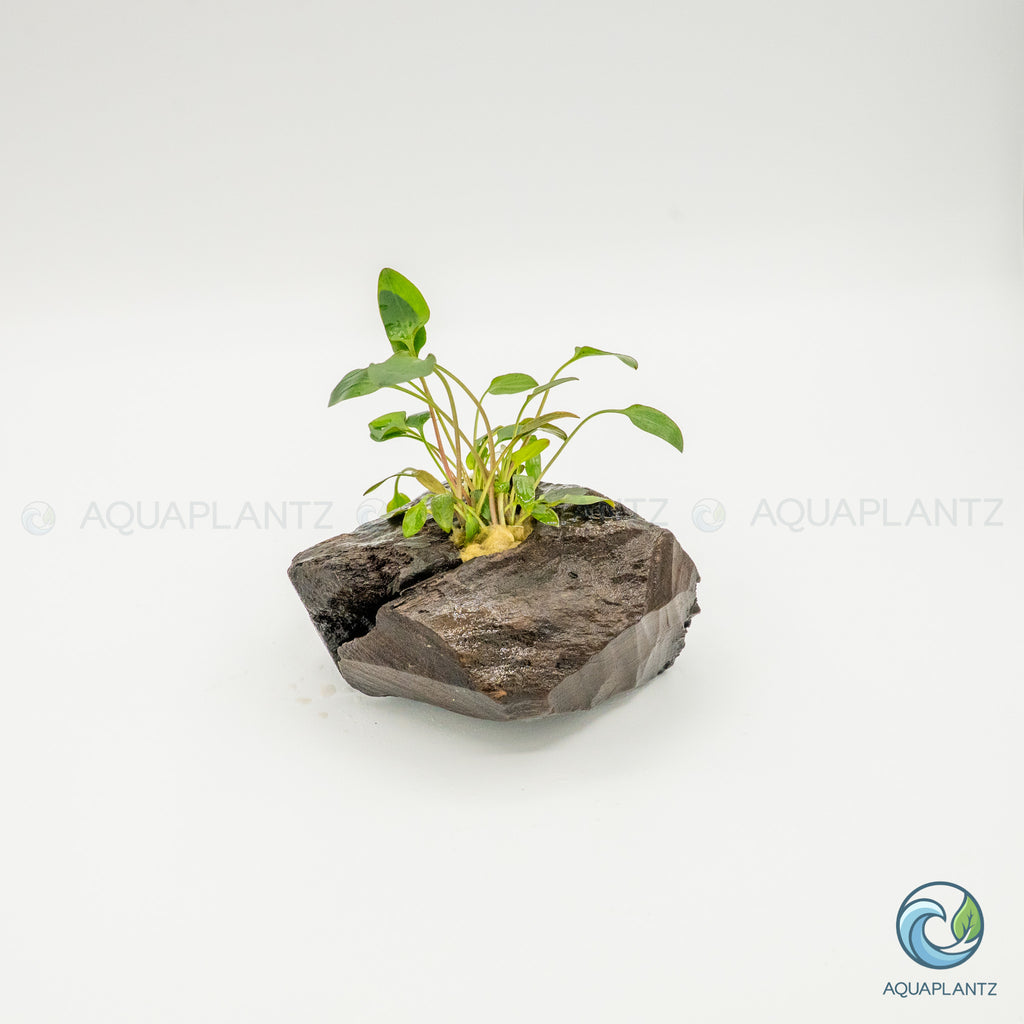 Cryptocoryne Wendtii/Mioya on Pterocarpus Wood
