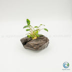 Cryptocoryne Wendtii/Mioya on Pterocarpus Wood