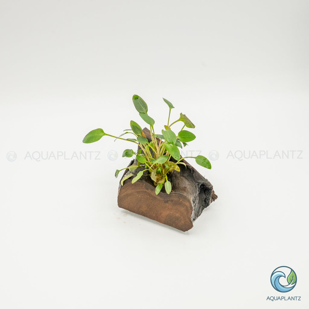 Cryptocoryne Wendtii/Mioya on Pterocarpus Wood