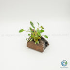Cryptocoryne Wendtii/Mioya on Pterocarpus Wood