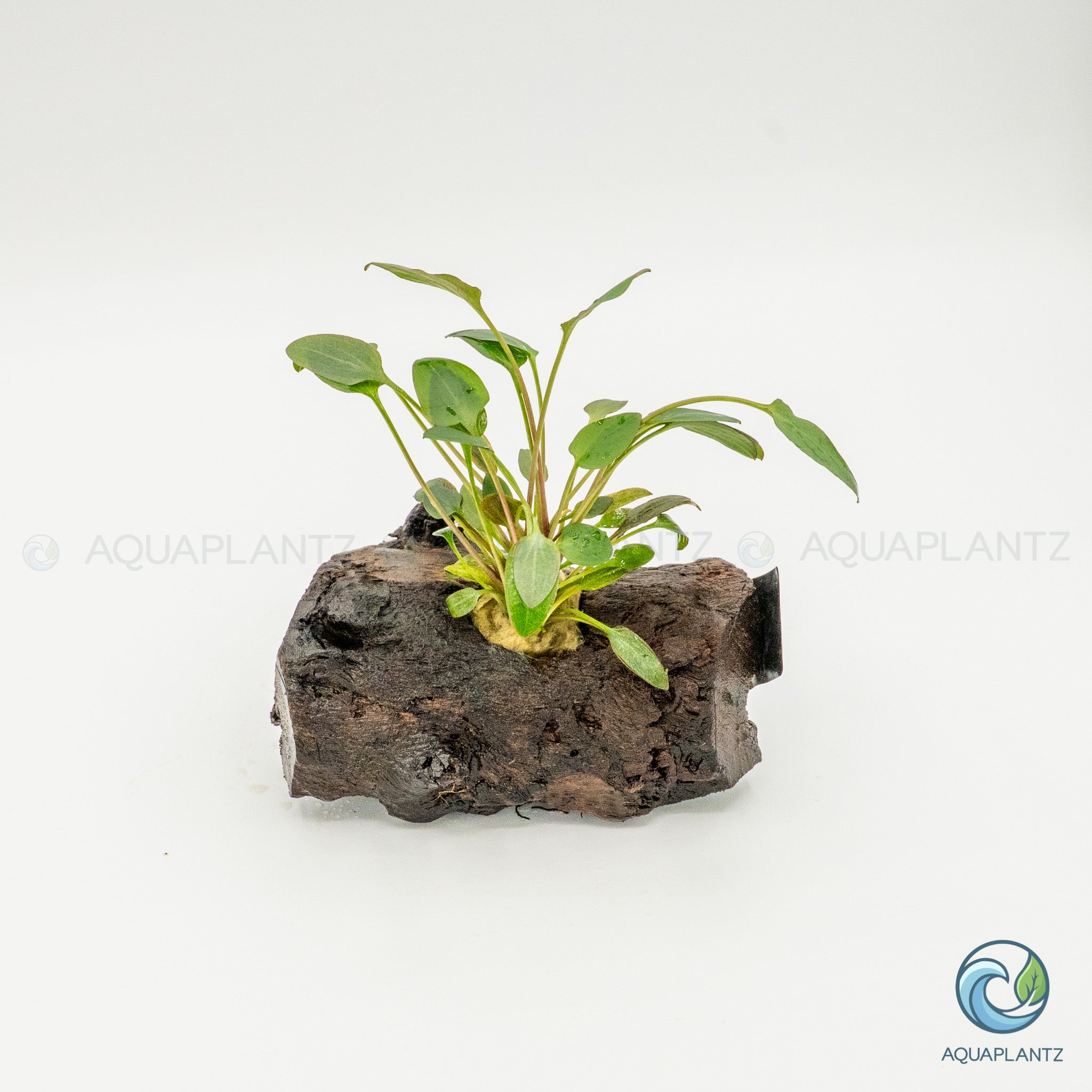 Cryptocoryne Wendtii/Mioya on Pterocarpus Wood