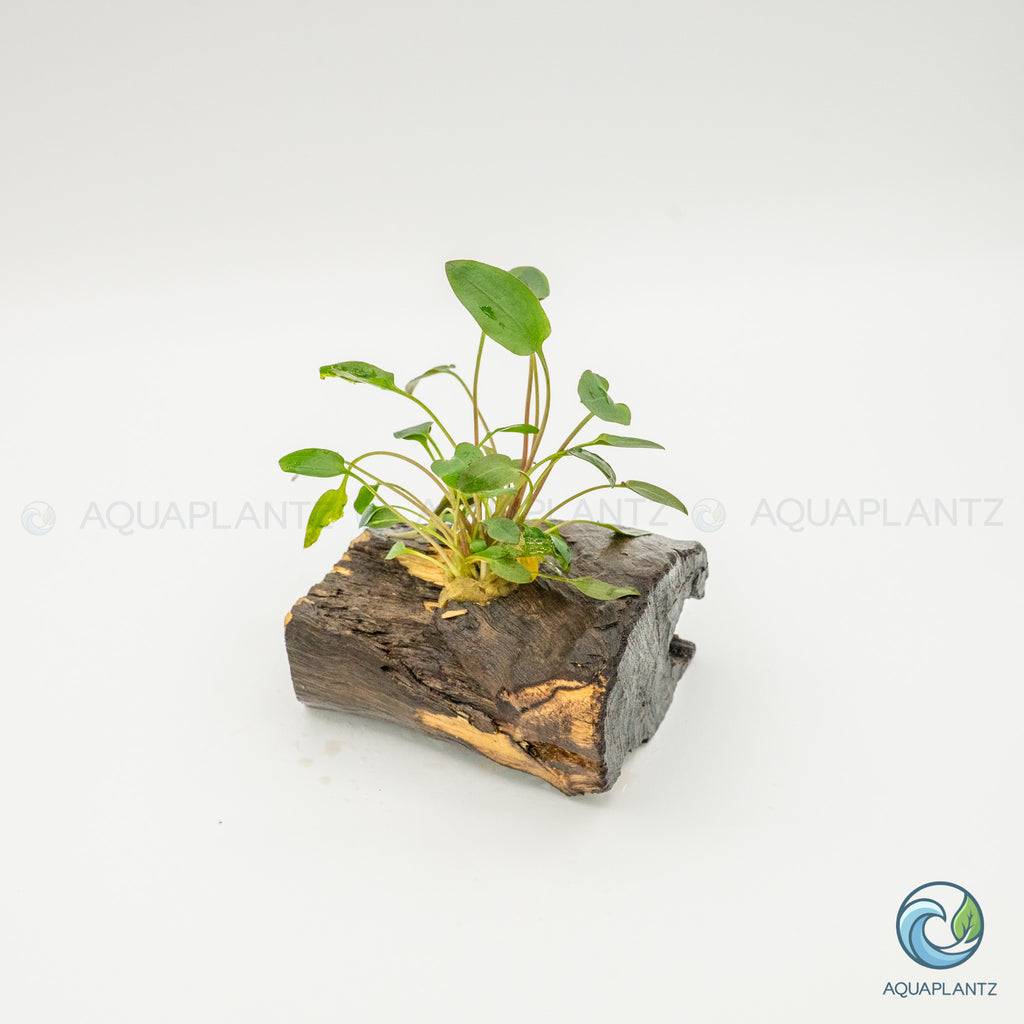 Cryptocoryne Wendtii/Mioya on Pterocarpus Wood
