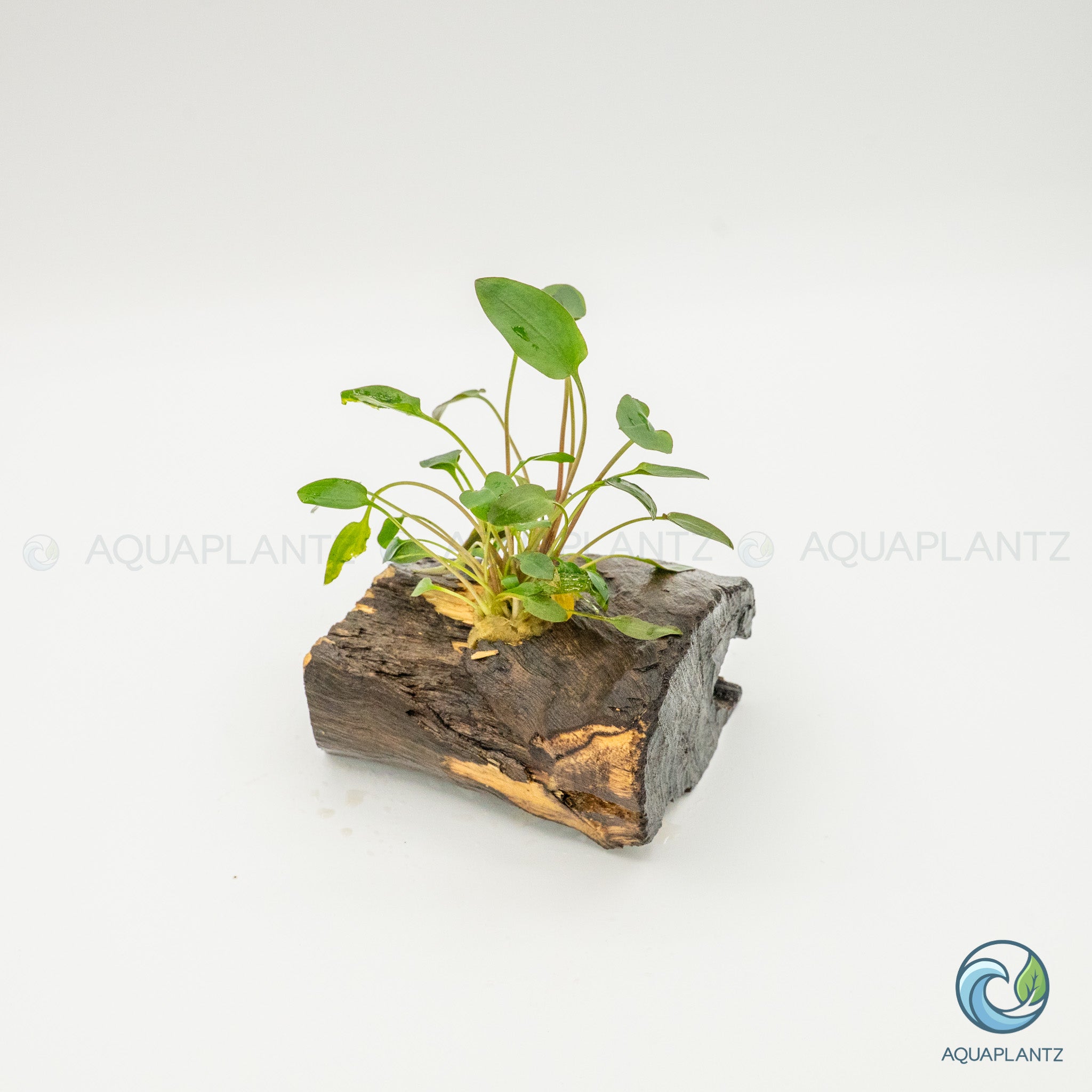 Cryptocoryne Wendtii/Mioya on Pterocarpus Wood