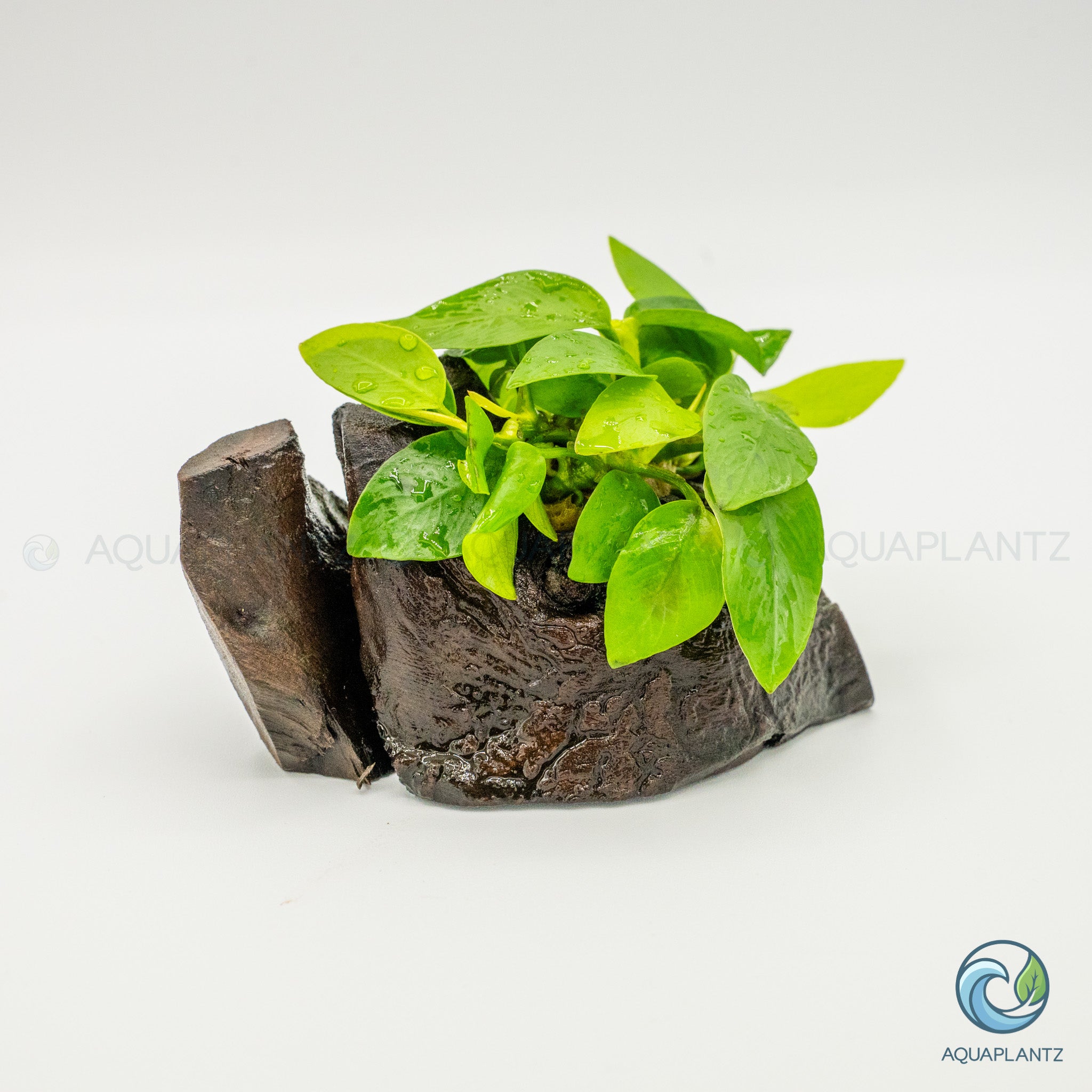 Anubias Barteri Var Nana Golden on Pterocarpus Wood