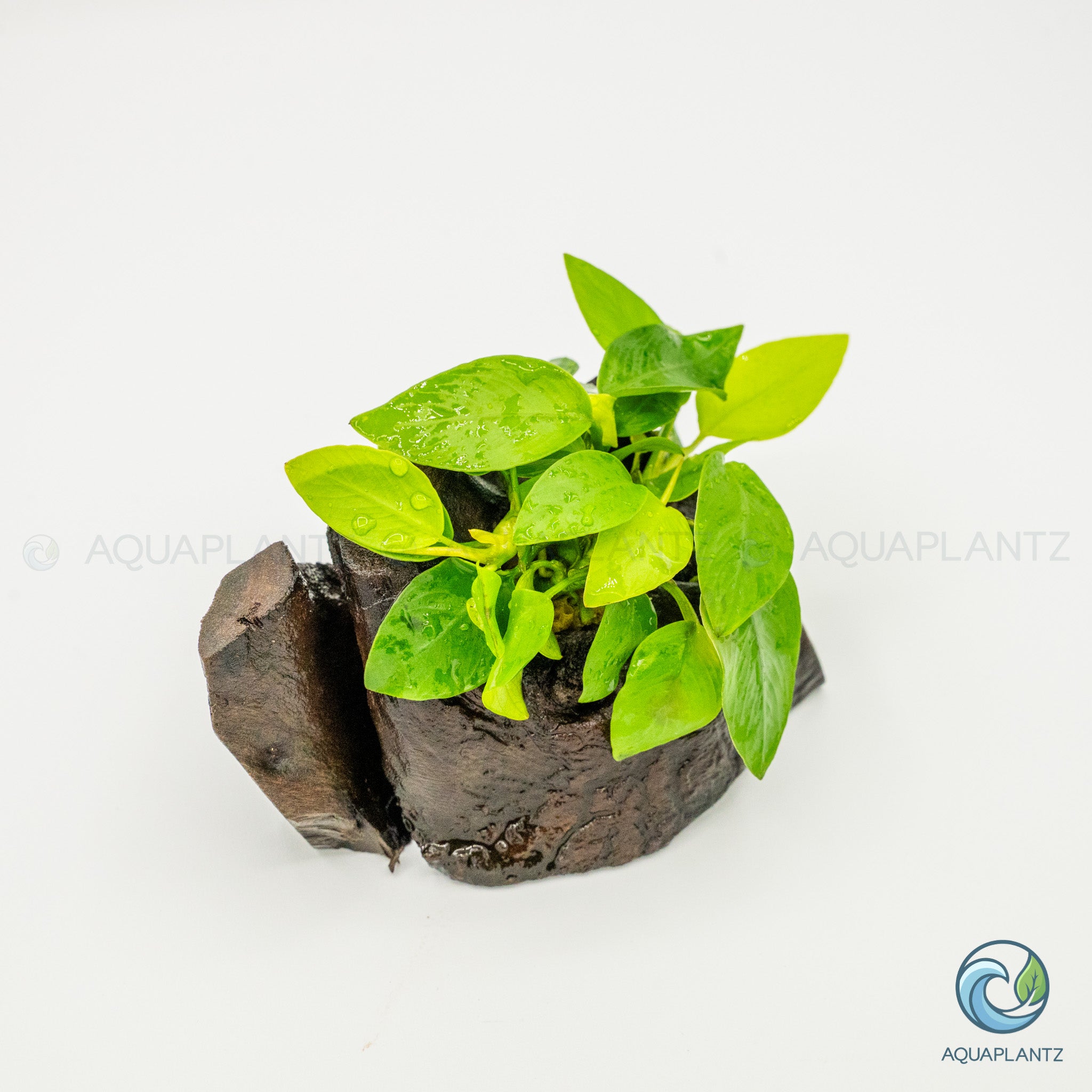 Anubias Barteri Var Nana Golden on Pterocarpus Wood